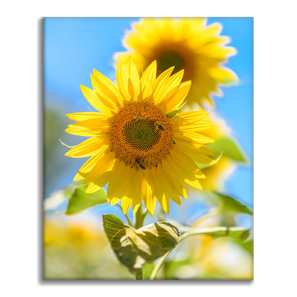 Un Girasol Amarillo - Pintar por Números
