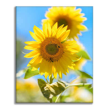 Un Girasol Amarillo - Pintar por Números