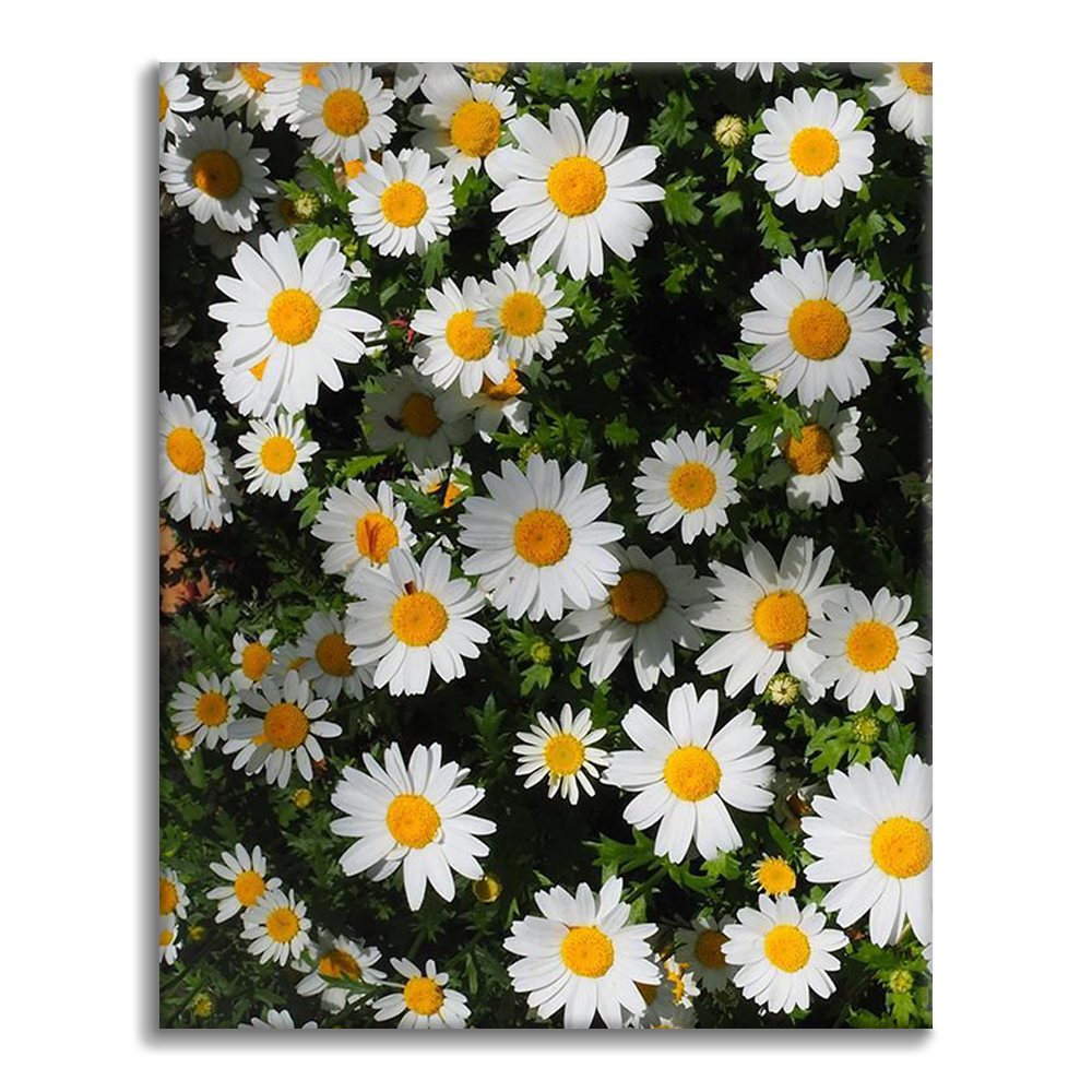 Mural De Naturaleza Con Racimos De Margaritas - Pintar por Números